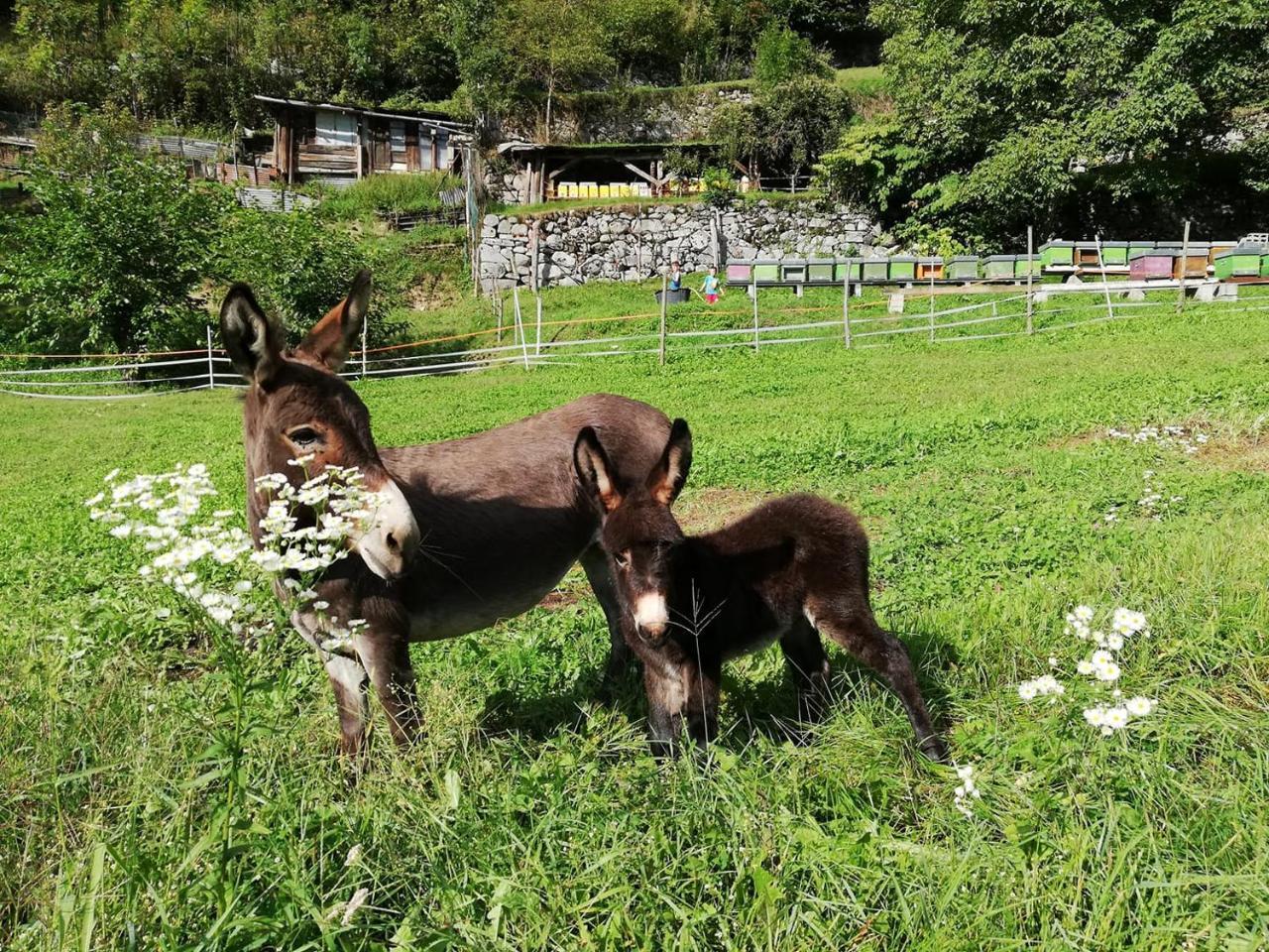Agriturismo Dalla Natura La Salute Giustino Eksteriør billede
